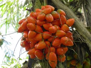 Guaviare se propone alcanzar la deforestación cero para el año 2036 mediante su nueva política de desarrollo sostenible con énfasis en Bioeconomía