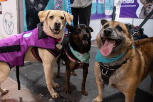 En Expopet, 101 perros y gatos rescatados del abandono esperan encontrar un hogar responsable