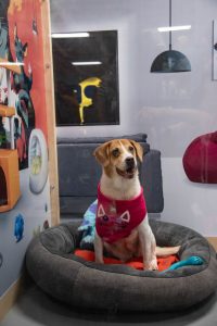 Expopet se une al día internacional del perro y rinde homenaje a los compañeros más fieles de las familias colombianas con una versión pensada para ellos